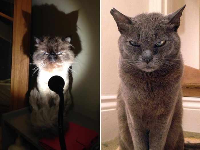 24 Angry Cats That Plotting to Kill You - Angry Cats Compilation -08