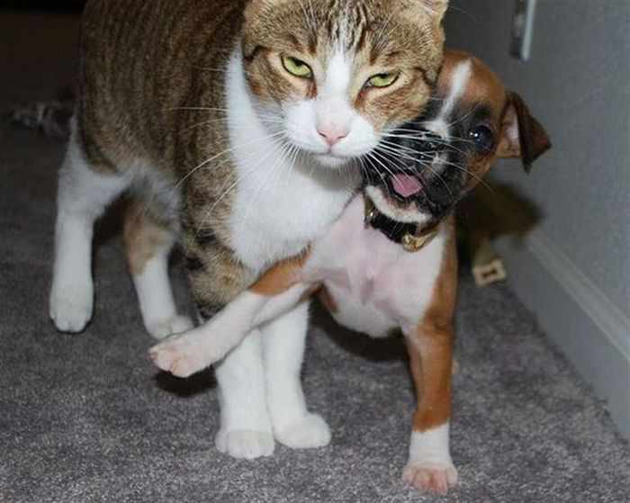 24 Angry Cats That Plotting to Kill You - Angry Cats Compilation -10