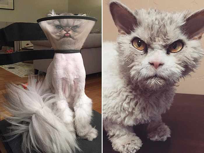 24 Angry Cats That Plotting to Kill You - Angry Cats Compilation -13