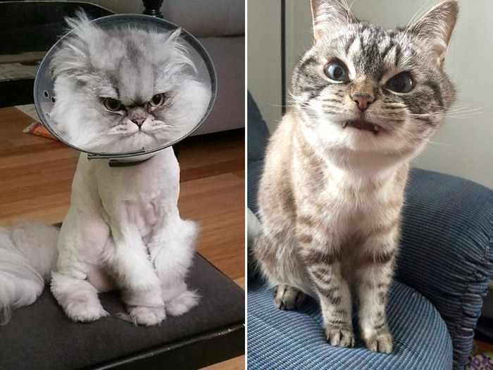 24 Angry Cats That Plotting to Kill You - Angry Cats Compilation -17