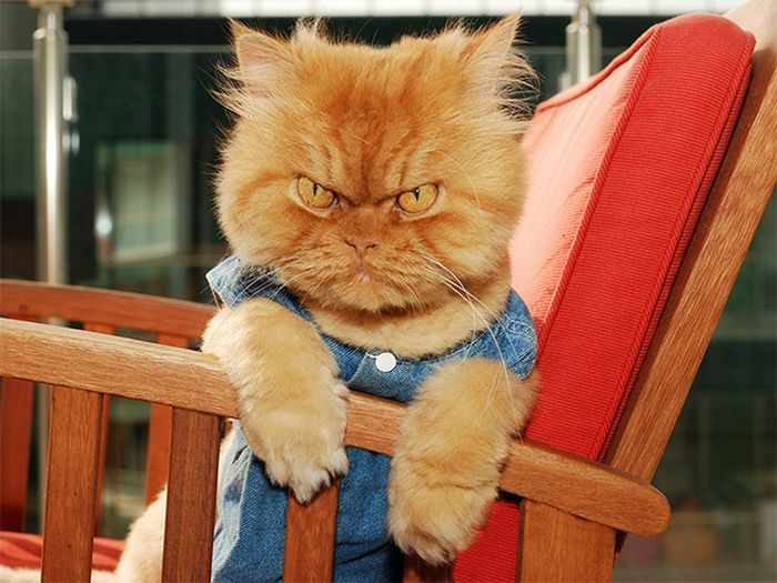 24 Angry Cats That Plotting to Kill You - Angry Cats Compilation -20