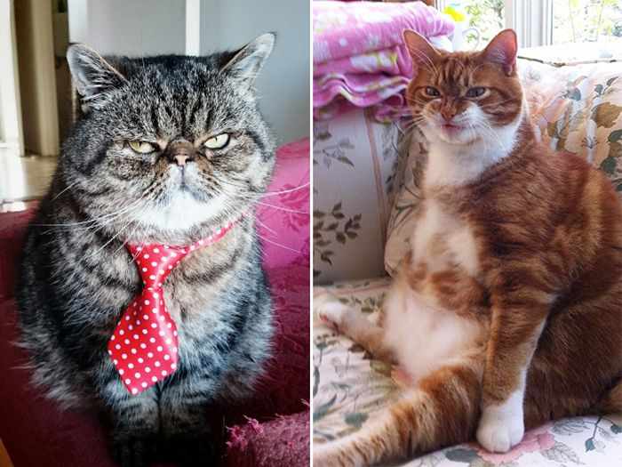 24 Angry Cats That Plotting to Kill You - Angry Cats Compilation -21
