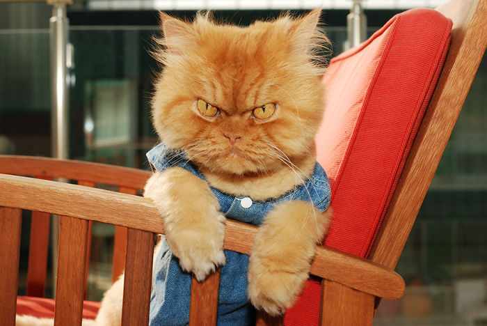 24 Angry Cats That Plotting to Kill You - Angry Cats Compilation -22