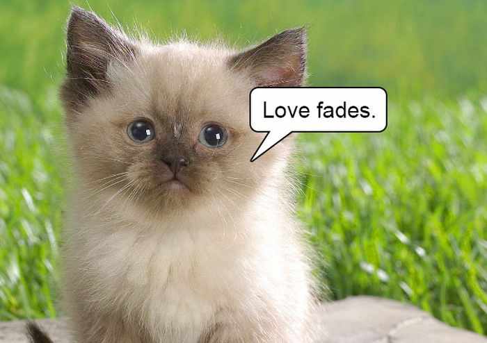 20 Hard Truths From Cats Will Amaze You -10