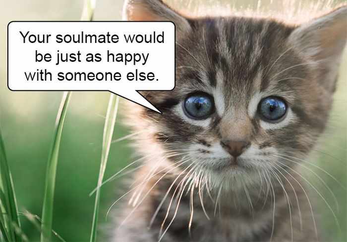 20 Hard Truths From Cats Will Amaze You -13