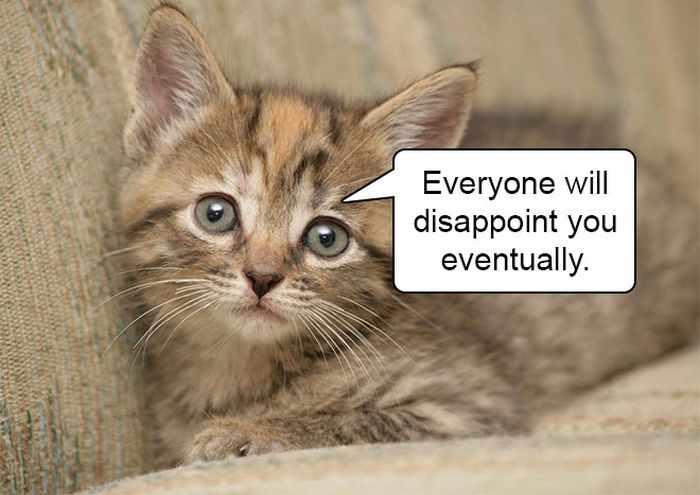 20 Hard Truths From Cats Will Amaze You -15