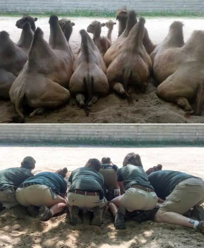 16 Funny Pictures of Zookeepers as Animals Will Make Your Day -04
