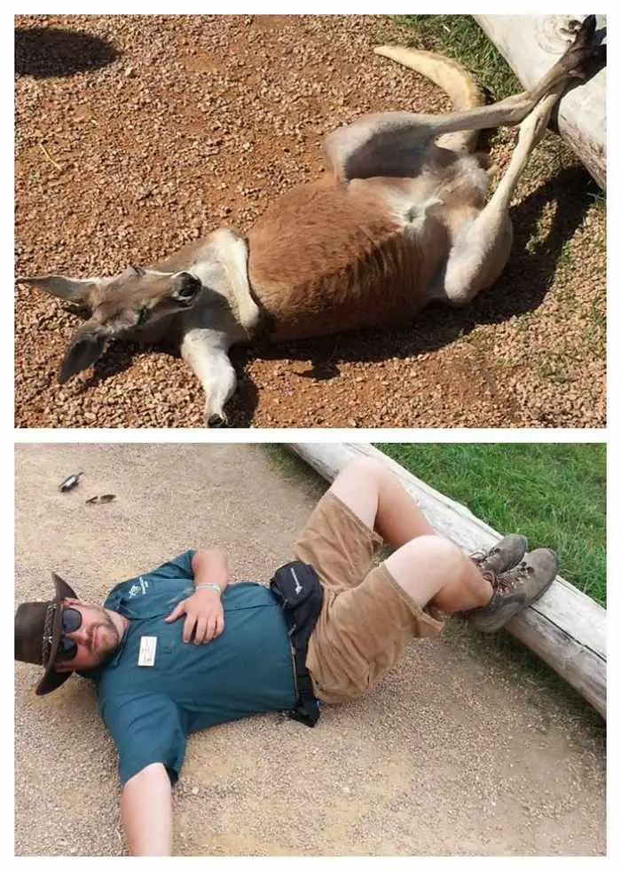 16 Funny Pictures of Zookeepers as Animals Will Make Your Day -13