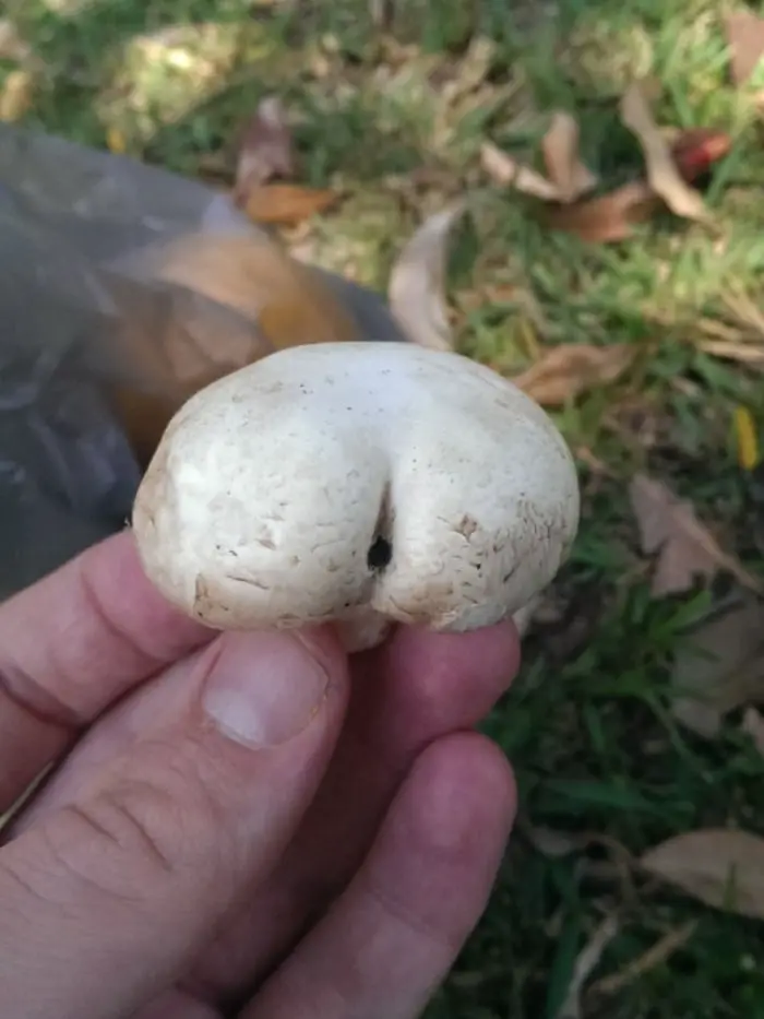 18 Funny Mushroom Photos That Confirm You Have A Dirty Mind-03