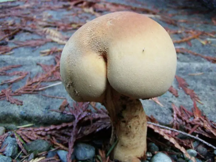 18 Funny Mushroom Photos That Confirm You Have A Dirty Mind-06