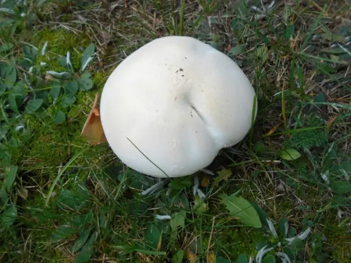 18 Funny Mushroom Photos That Confirm You Have A Dirty Mind-08