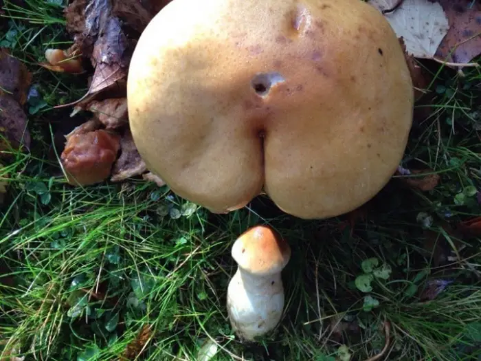 18 Funny Mushroom Photos That Confirm You Have A Dirty Mind-11