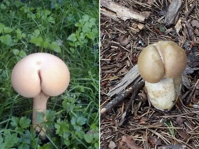 18 Funny Mushroom Photos That Confirm You Have A Dirty Mind-12