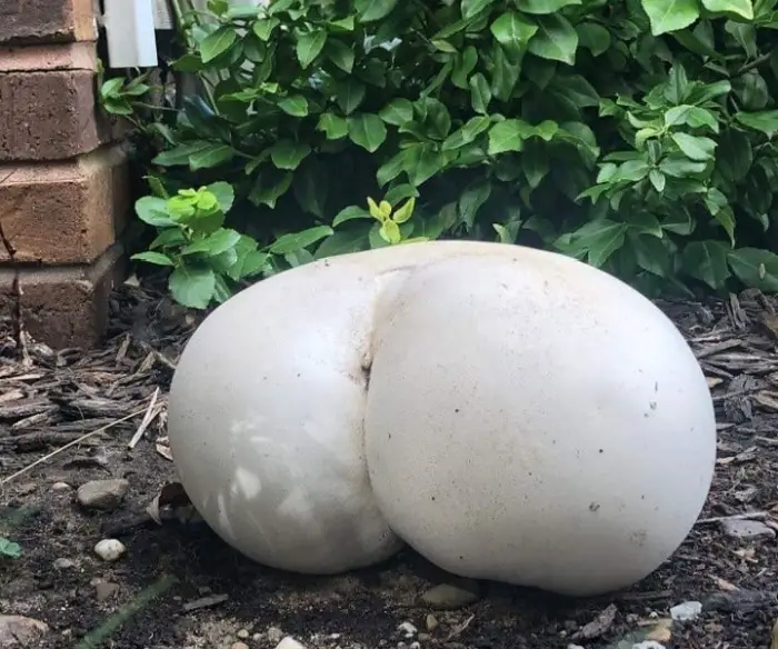 18 Funny Mushroom Photos That Confirm You Have A Dirty Mind-13
