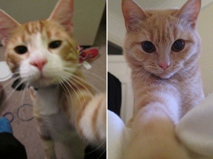 21 Funniest Pics of Cats Taking Selfies That Will Shock You-07