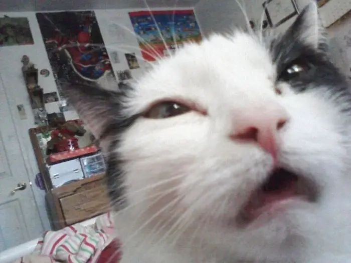 21 Funniest Pics of Cats Taking Selfies That Will Shock You-12