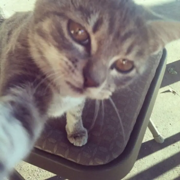21 Funniest Pics of Cats Taking Selfies That Will Shock You-13
