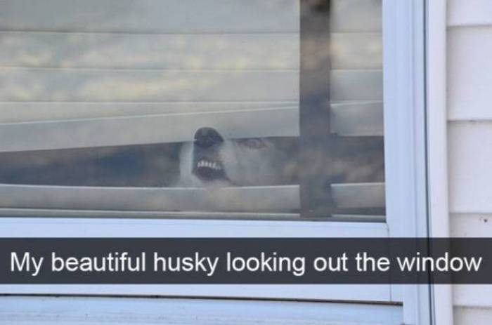 36 Funny Huskies That Are Cute And Stupid At The Same Time-01