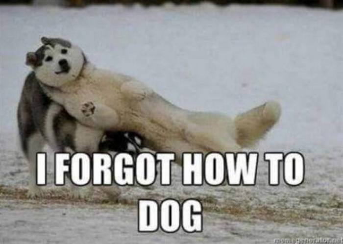 36 Funny Huskies That Are Cute And Stupid At The Same Time-05