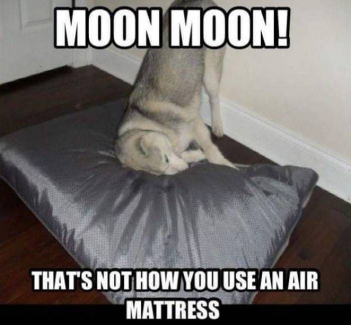 36 Funny Huskies That Are Cute And Stupid At The Same Time-12