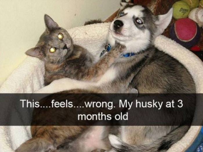 36 Funny Huskies That Are Cute And Stupid At The Same Time-14