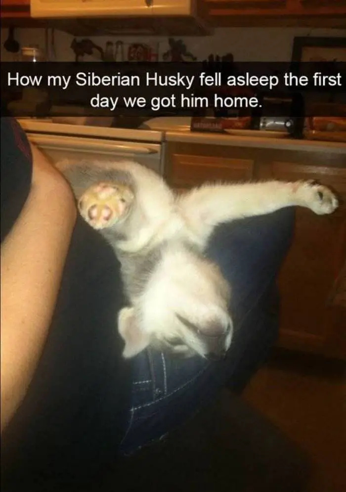 36 Funny Huskies That Are Cute And Stupid At The Same Time-16