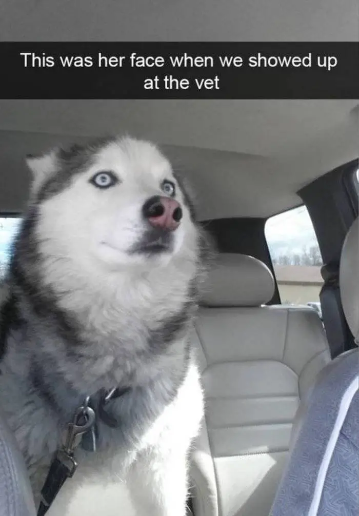 36 Funny Huskies That Are Cute And Stupid At The Same Time-17