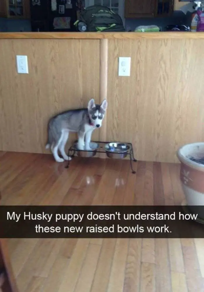 36 Funny Huskies That Are Cute And Stupid At The Same Time-20