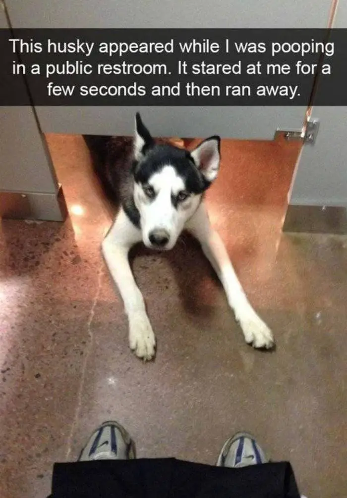 36 Funny Huskies That Are Cute And Stupid At The Same Time-26