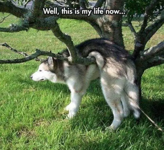 36 Funny Huskies That Are Cute And Stupid At The Same Time-31