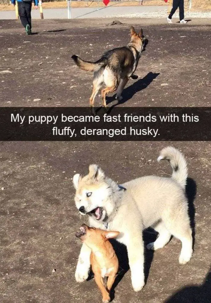 36 Funny Huskies That Are Cute And Stupid At The Same Time-33