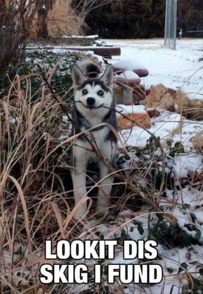36 Funny Huskies That Are Cute And Stupid At The Same Time-34