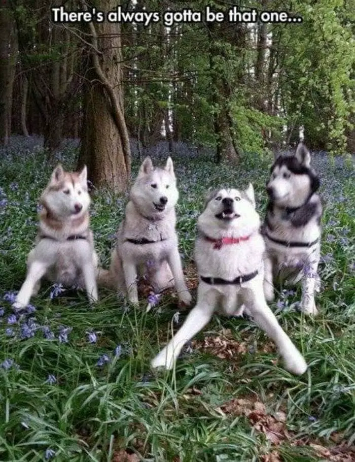36 Funny Huskies That Are Cute And Stupid At The Same Time-35