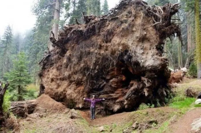 35 Ridiculously Gigantic Things That Will Shock You-20