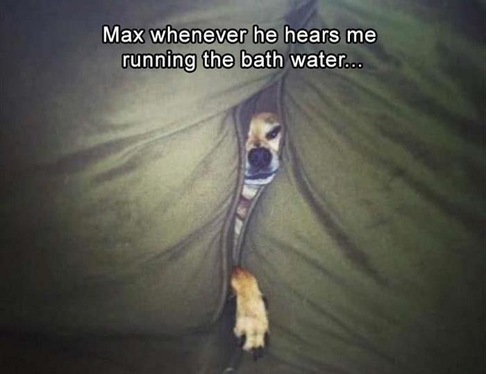 Funny Animal Pictures Of The Day Release 2 (56 Photos)-02
