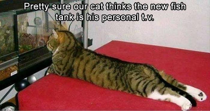 Funny Animal Pictures Of The Day Release 2 (56 Photos)-04
