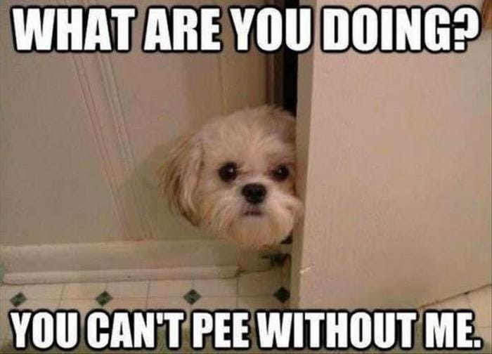 Funny Animal Pictures Of The Day Release 3 (64 Photos)-05