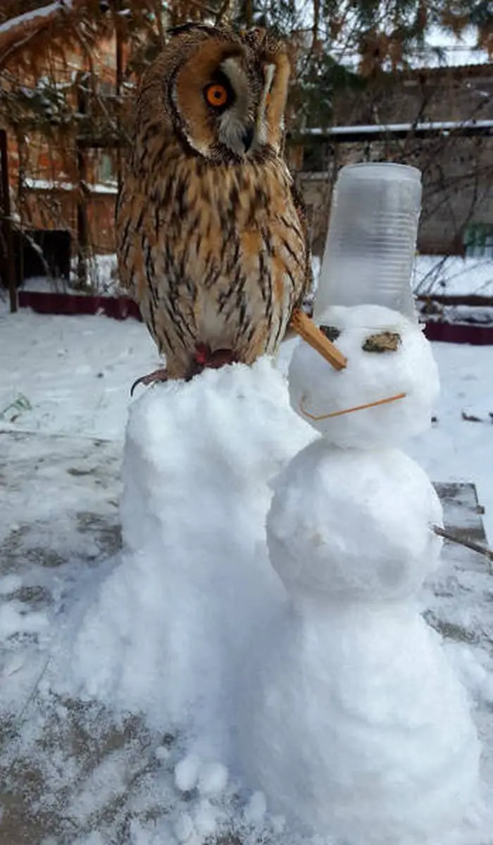 40+ Funny Winter Photos That Will Shock You-12