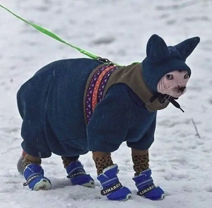 40+ Funny Winter Photos That Will Shock You-19