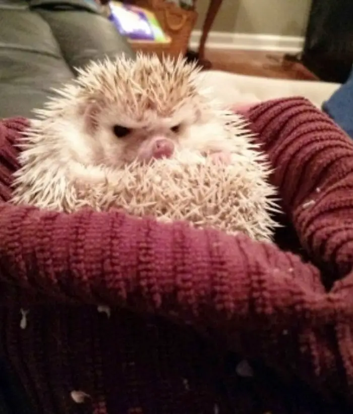 35 Grumpy Animals Who Really Hate You-23