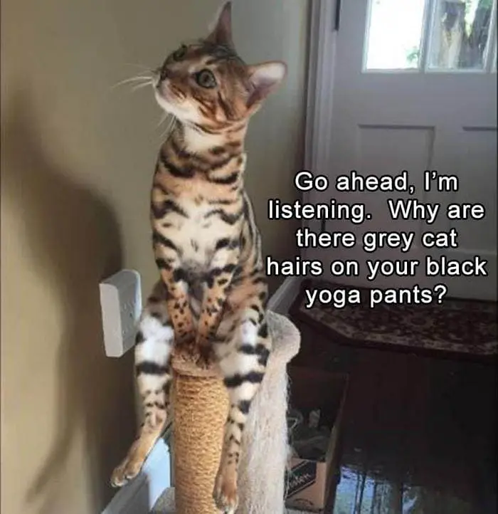 Funny Animal Pictures Of The Day Release 5 (65 Photos)-36