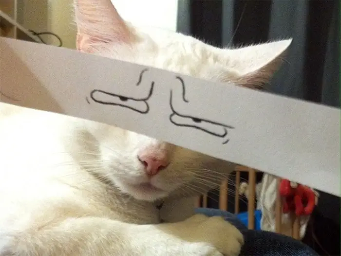 Cats With Cartoon Mouths And Eyes (19 Pics)-09