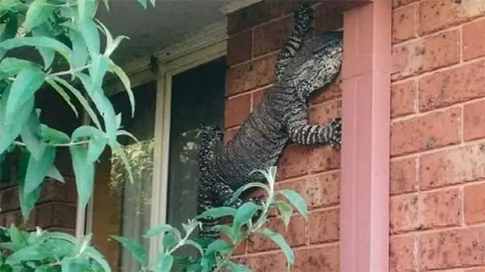24 Best Meanwhile In Australia Photos-08