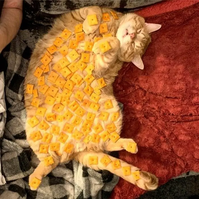 Cute And Funny Cats Of The Year 2019 (98 Photos)-86